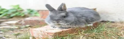 Netherland Dwarf rabbits for sale: ⭐️ Baby rabbits looking for new home ⭐️ - Advert 16