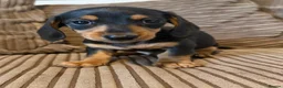 Miniature Dachshund dogs for sale: Mini dachshund males  - Advert 6