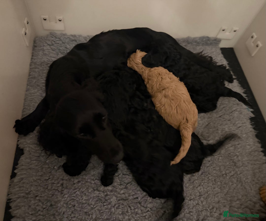 Cockapoo dogs for sale: Stunning litter of F1 Cockapoo Puppies  - Advert 15