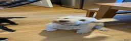 Labradoodle dogs for sale: Labradoodle Puppies - Wonderful Temperaments - Advert 13