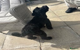 Cockapoo dogs for sale: Amazing handsome Cockerpoo pup - Image 4