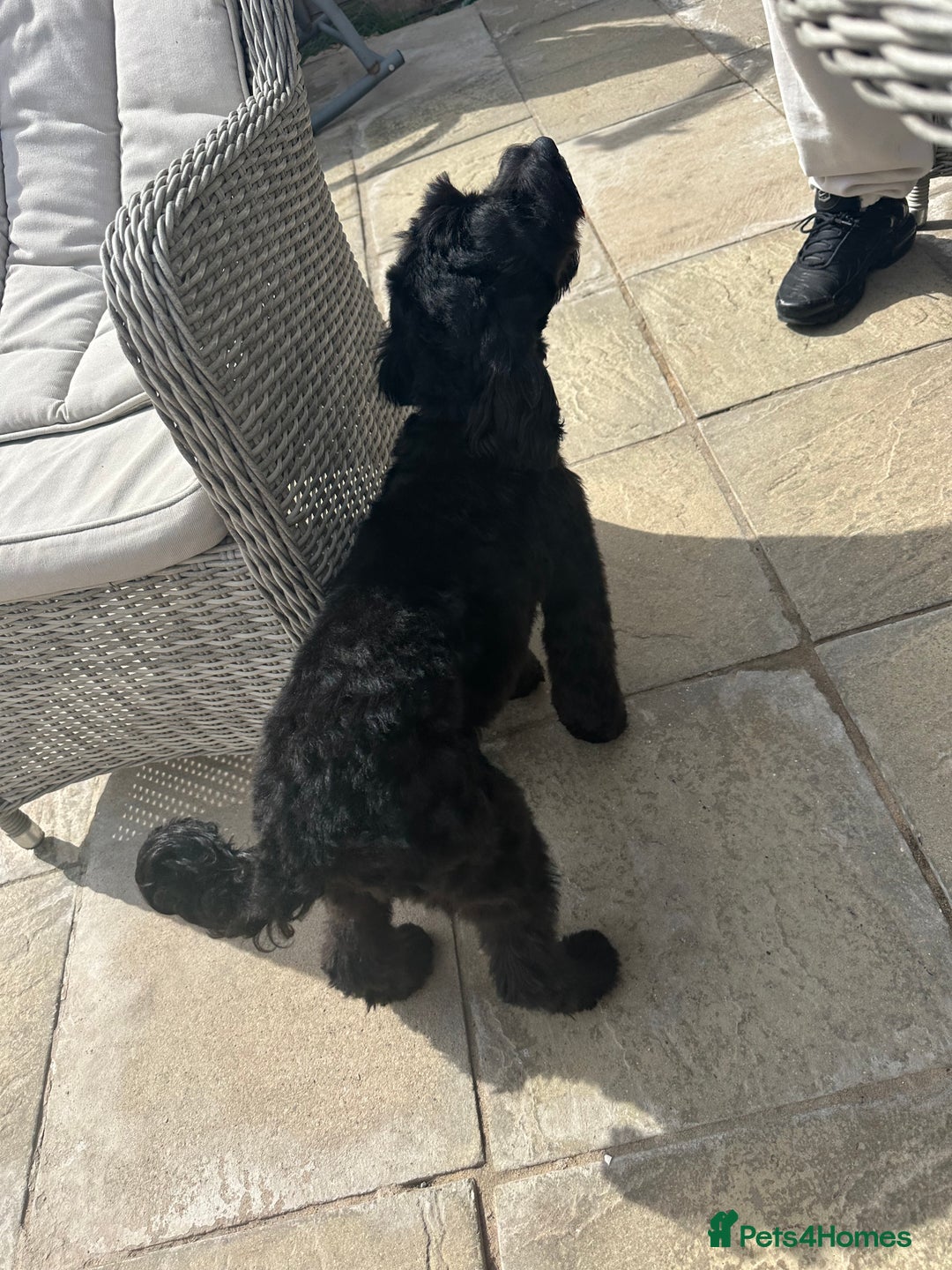 Cockapoo dogs for sale: Amazing handsome Cockerpoo pup - Image 4