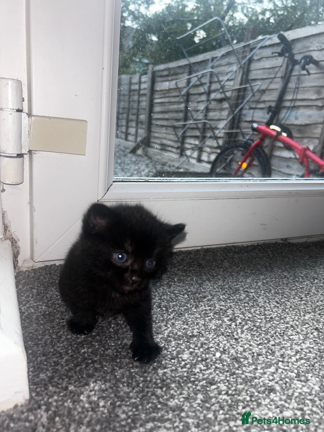 British Shorthair cats for sale: Three black kittens for sale  - Image 7