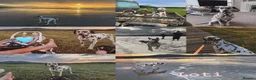 Dalmatian dogs for sale: 😍Gorgeous KC Registered Liver spotted Dalmatians. - Advert 2