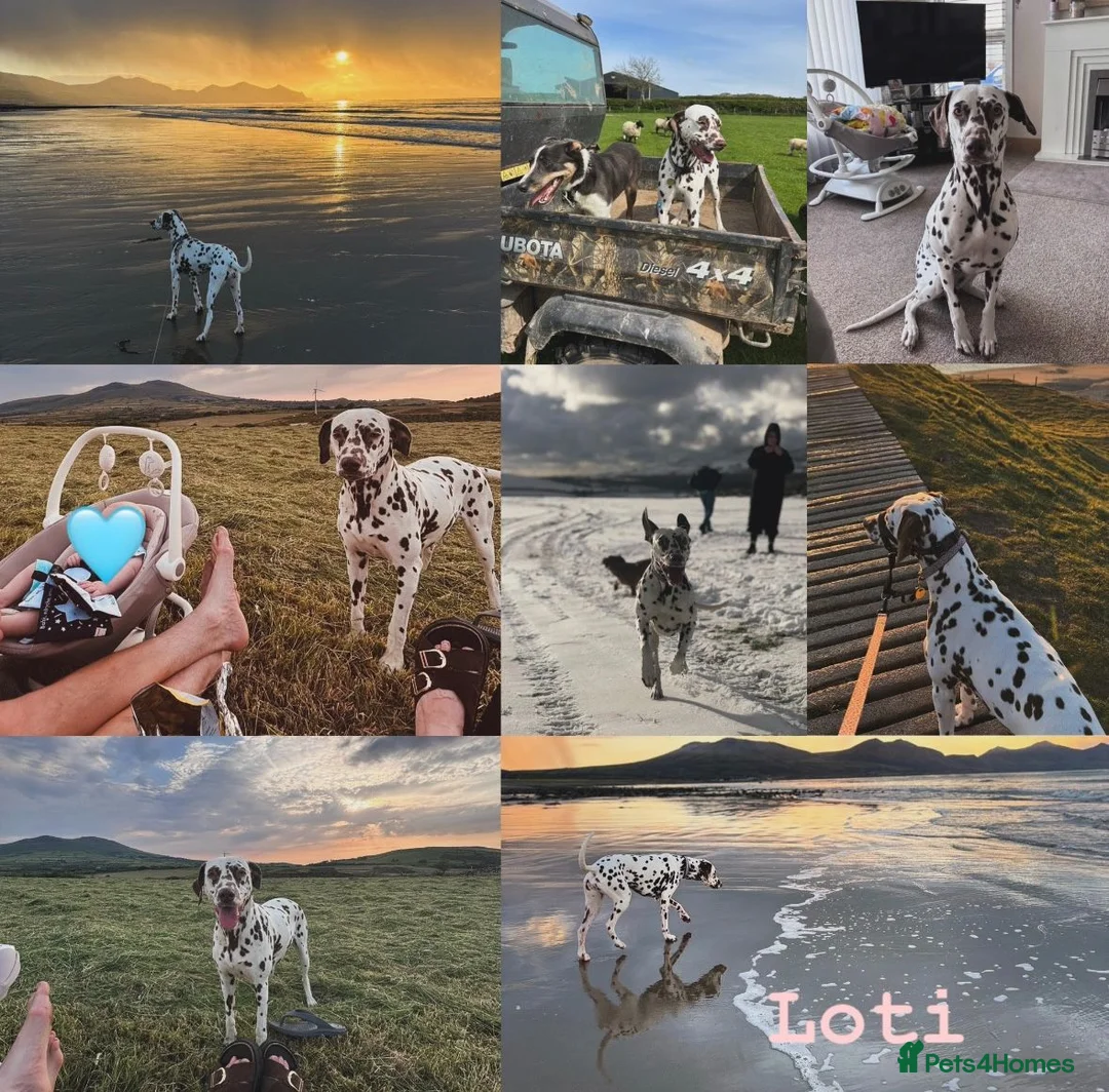 Dalmatian dogs for sale: 😍Gorgeous KC Registered Liver spotted Dalmatians. - Advert 2