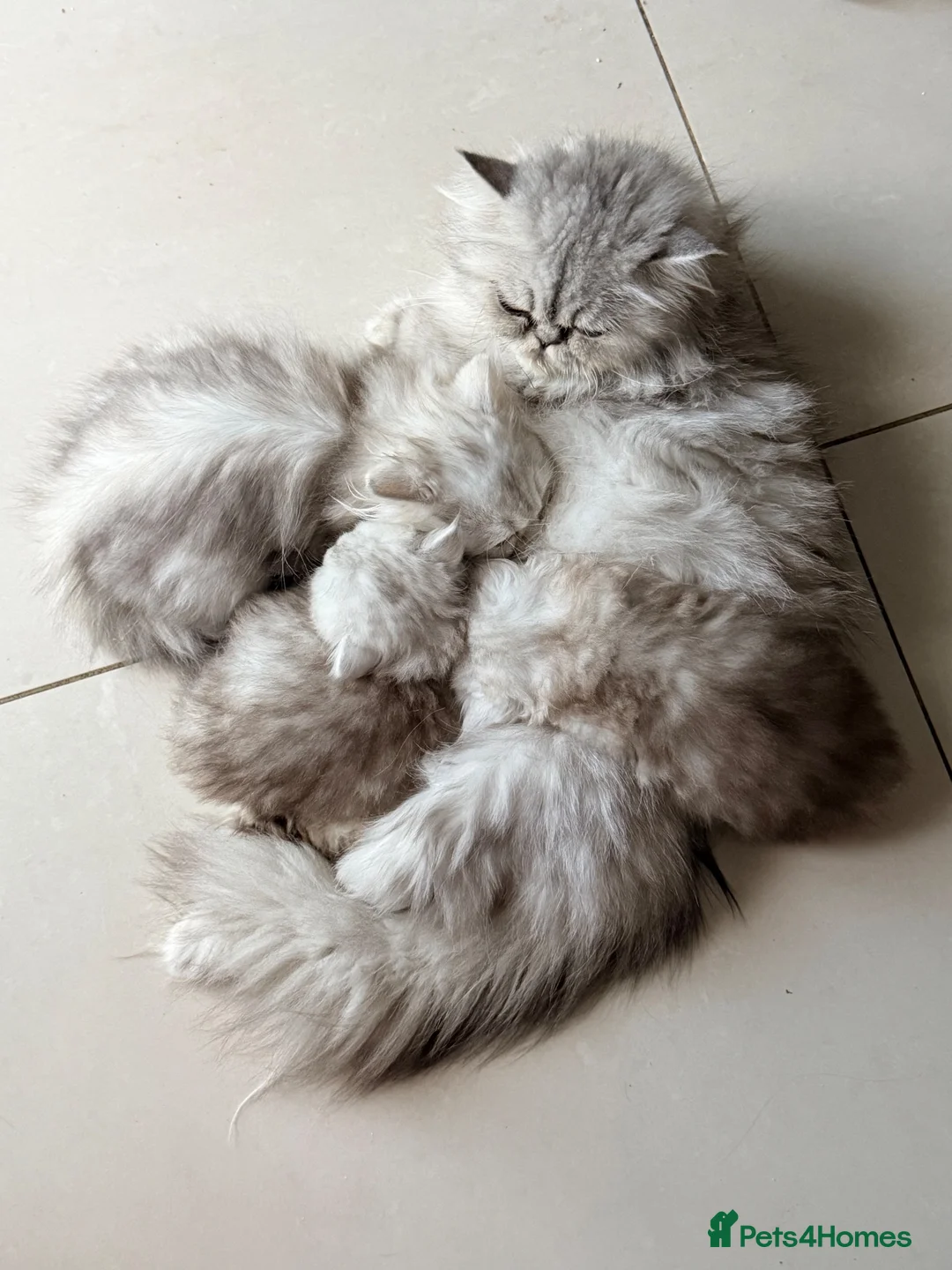 Persian cats for sale: 🐾 TWO BEAUTIFUL PERSIAN KITTENS AVAILABLE 🐾 - Advert 2