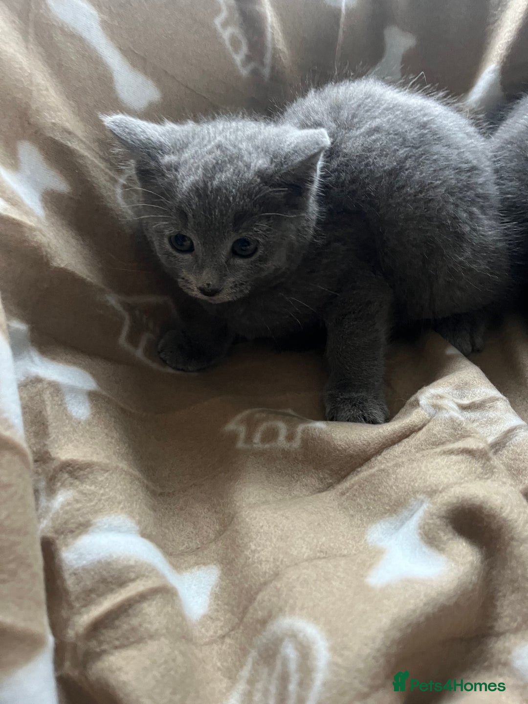 Russian Blue cats for sale: Stunning Russian blue cross kittens  - Advert 3