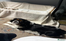 Cavalier King Charles Spaniel dogs for sale: Beautiful Blenheim King Charles spaniel pups   - Image 8