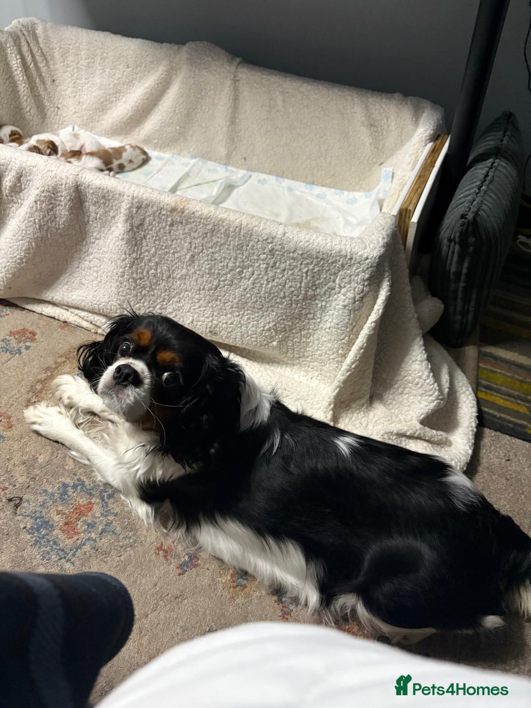 Cavalier King Charles Spaniel dogs for sale: Beautiful Blenheim King Charles spaniel pups   - Image 8