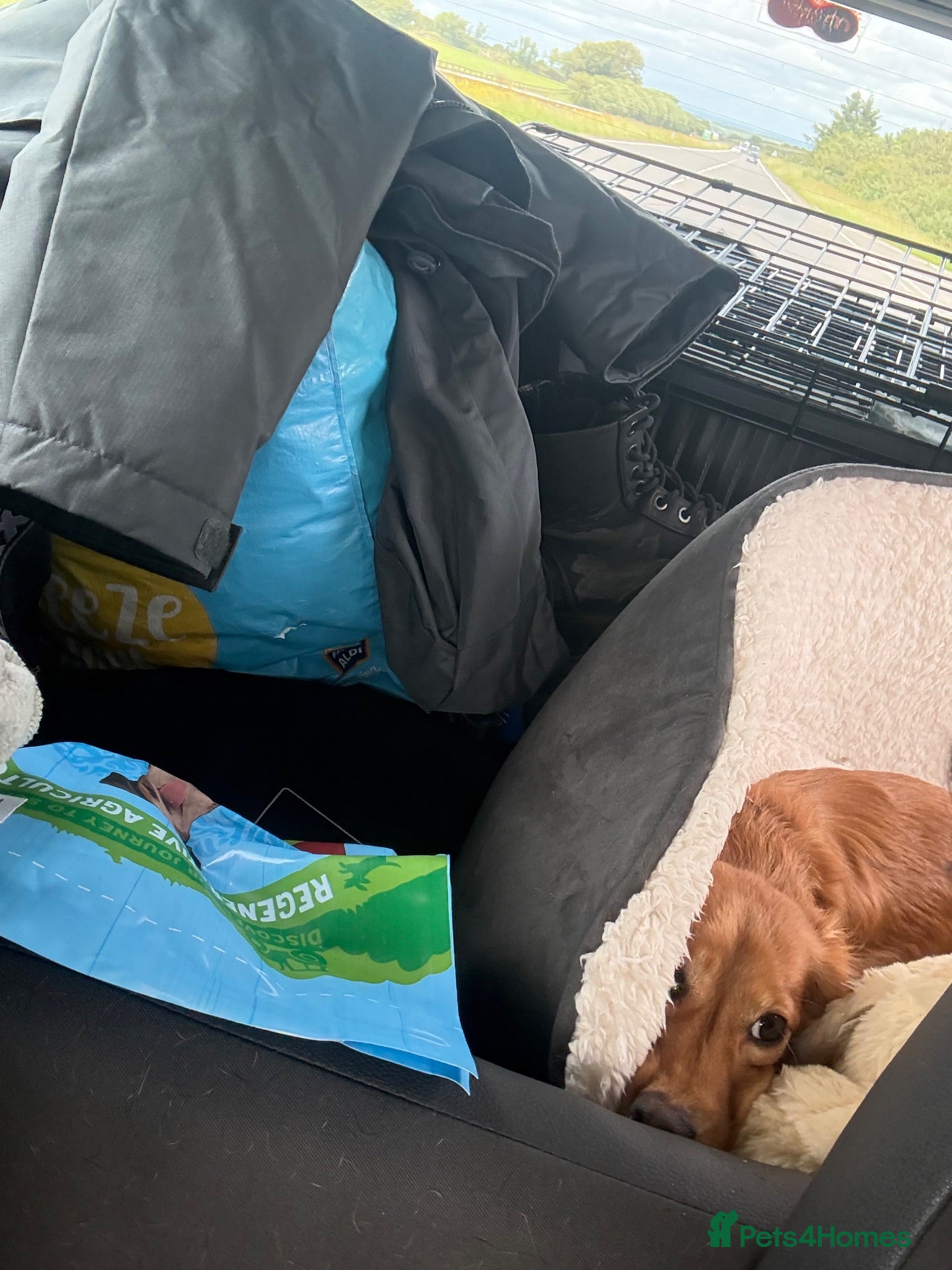 Dachshund dogs Female Ginger Daschund - Advert 12