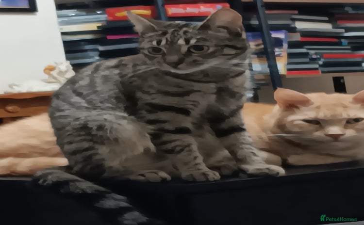 Domestic Shorthair cats - Advert 14