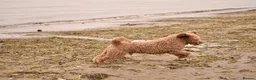 Spanish Water Dog dogs for sale: KC Spanish Water Dog Pups-Coastal Raised with ENS  - Advert 4