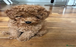 Toy Poodle dogs for sale:  Toy Poodle Puppy Looking for a Loving Home - Image 14