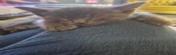 Mixed Breed cats for sale: 4 male kittens READY NOW - Advert 3