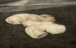 Ragdoll cats for sale: Ragdoll kittens - Image 8