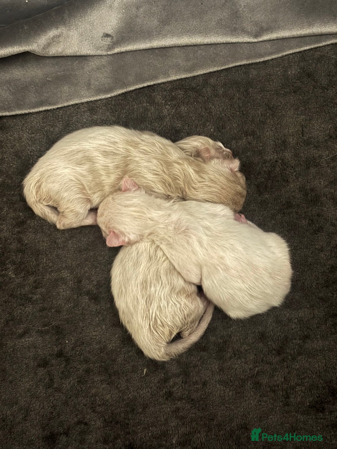 Ragdoll cats for sale: Ragdoll kittens - Image 8