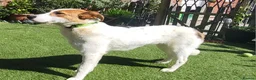 Mixed Breed dogs for adoption: MELODY ( FOSTER TO ADOPT)  - Advert 12