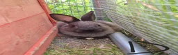 Dutch rabbits for sale: Awsome Dutch kits  - Advert 4