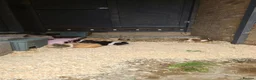 Guinea Pig rodents for sale: Baby Guinea.\nPigs - Advert 13