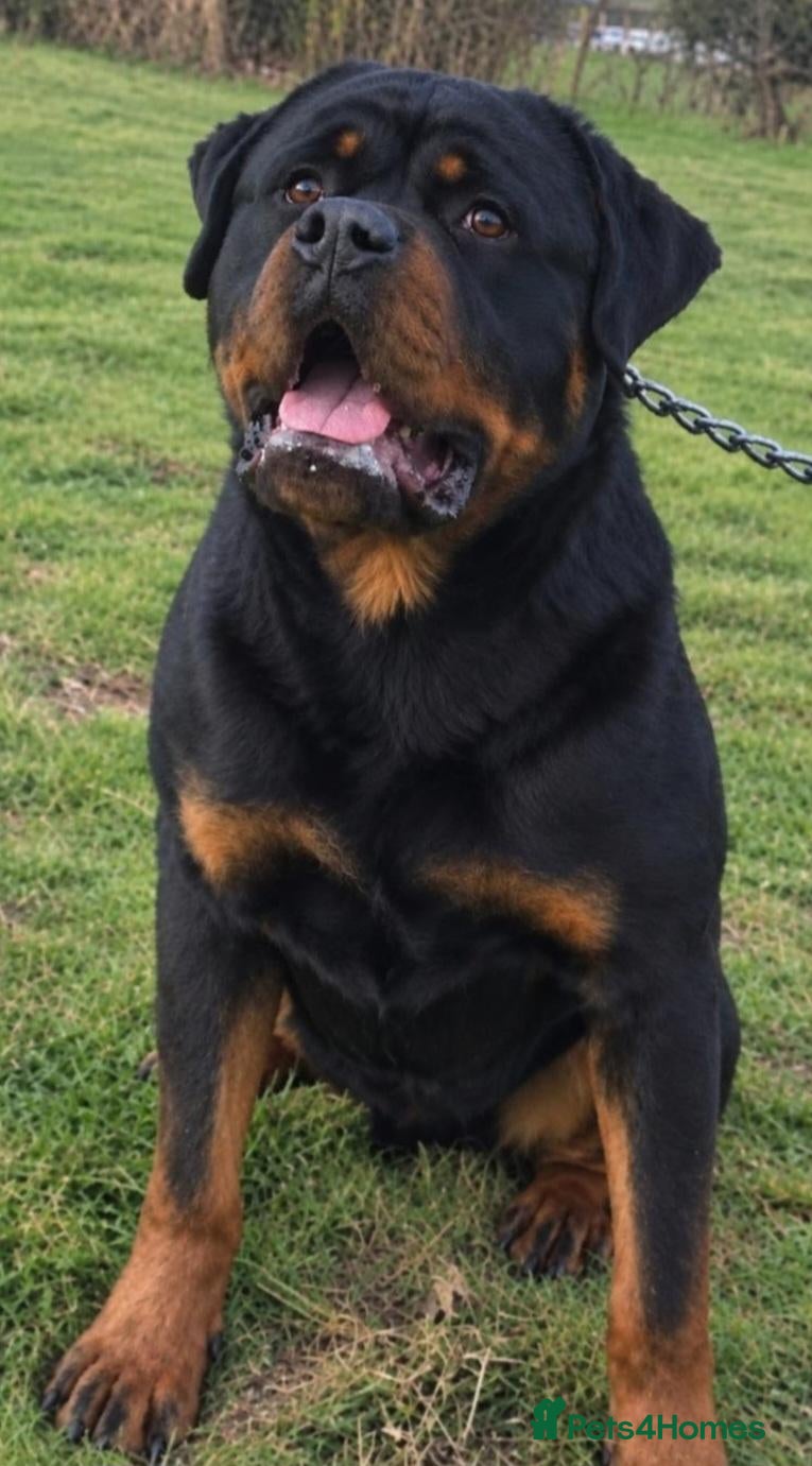 Rottweiler dogs Exceptional Rottweiler Puppies - Advert 4