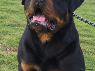 Rottweiler dogs Exceptional Rottweiler Puppies - Advert 4