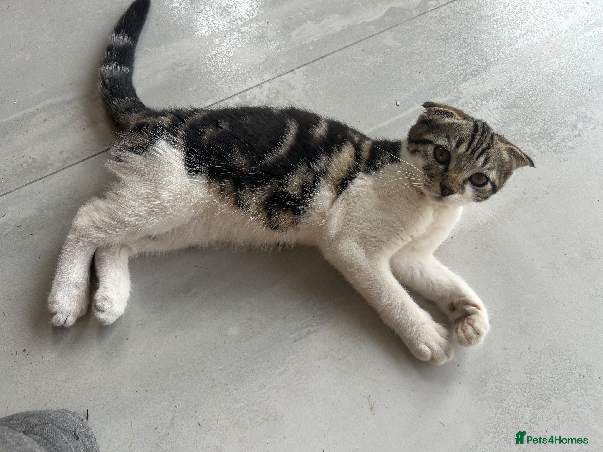 Scottish Fold cats Our baby girl Scottish Fold x American Wirehair - Advert 6