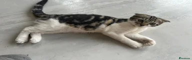 Green Ribbon - Scottish Fold