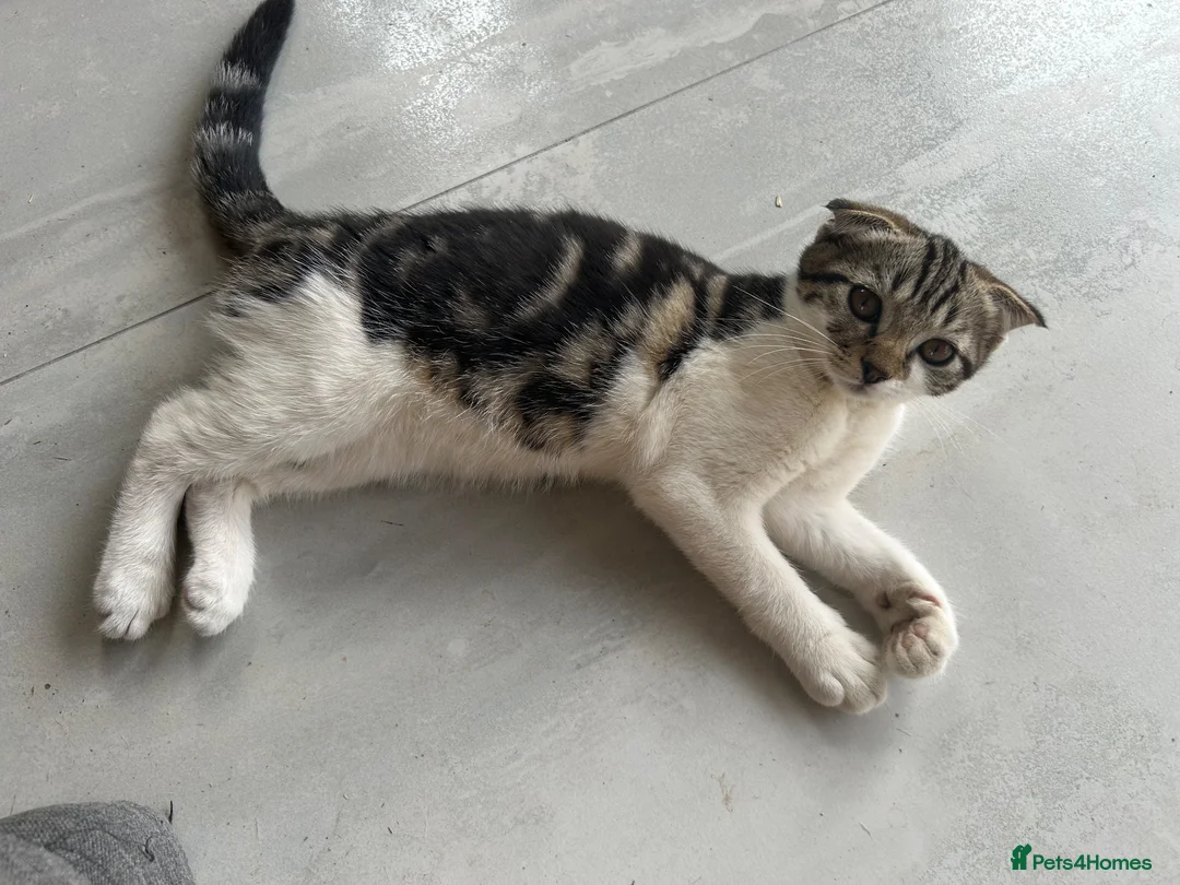 Scottish Fold cats for sale: Our baby girl Scottish Fold x American Wirehair - Advert 1
