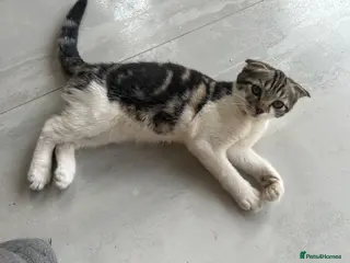 Scottish Fold cats Our baby girl Scottish Fold x American Wirehair - Advert 6