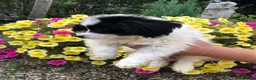 Mixed Breed dogs for sale: Poodle / papillon puppies  in Tonbridge - Advert 5
