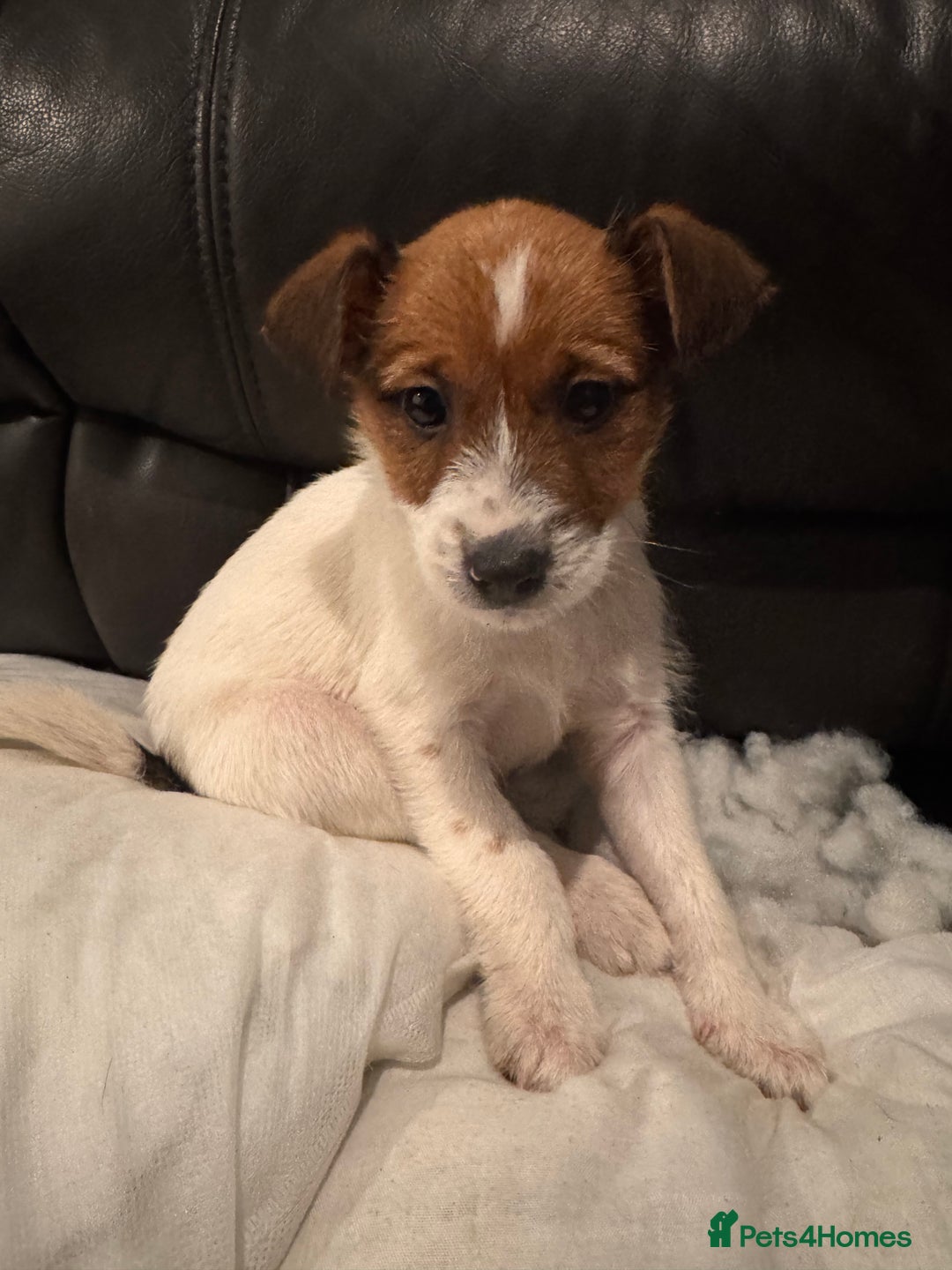 Mixed Breed dogs for sale: Ready to go!! Collie x Jack russell - Advert 5