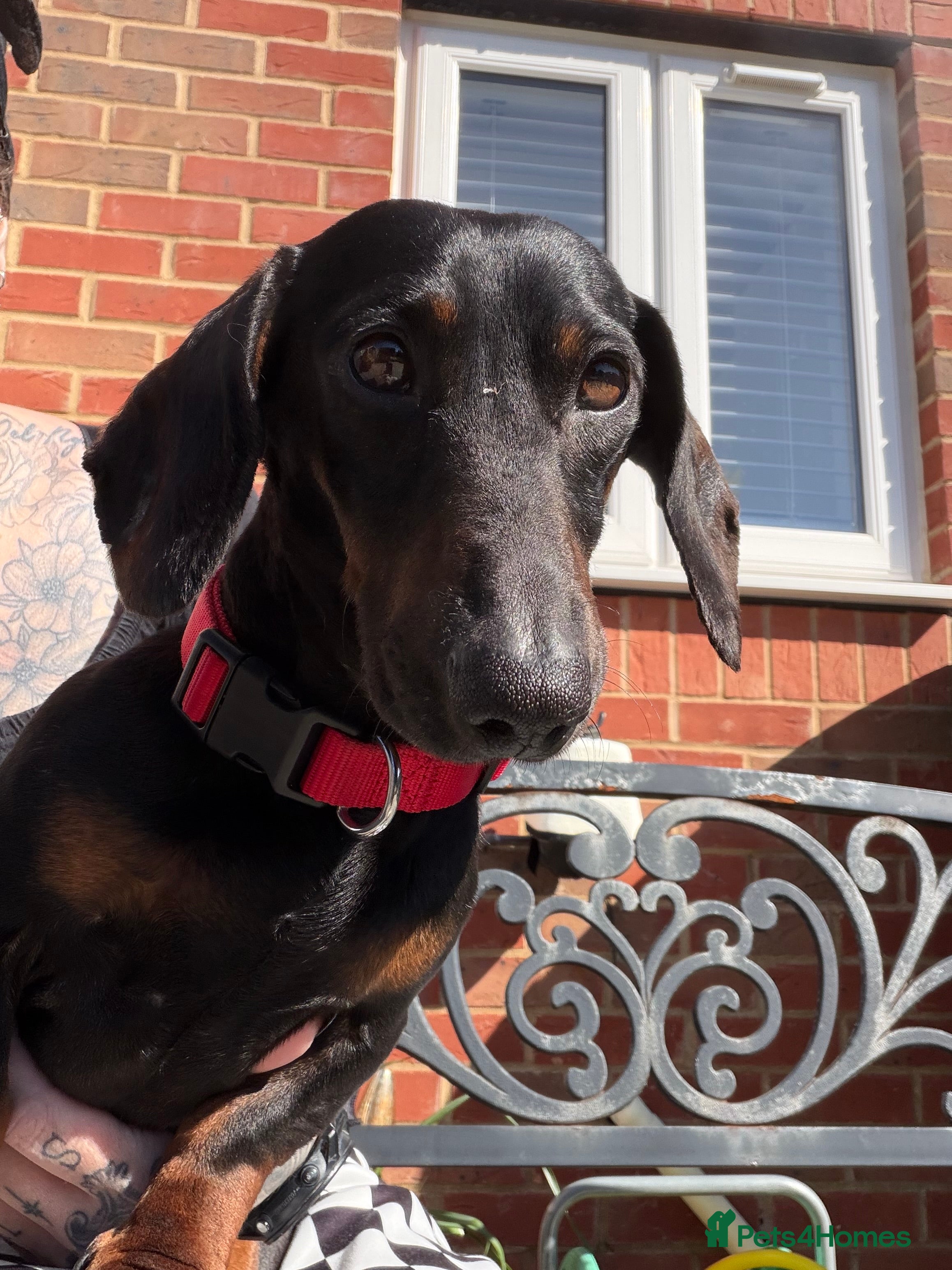 Miniature Dachshund dogs Male Dachshund for rehome - perfect boy!  - Advert 3