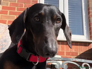 Miniature Dachshund dogs Male Dachshund for rehome - perfect boy! - Advert 3