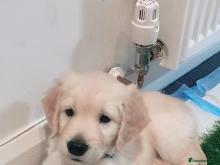 Golden Retriever dogs outstanding labrador retriever male - Advert 11