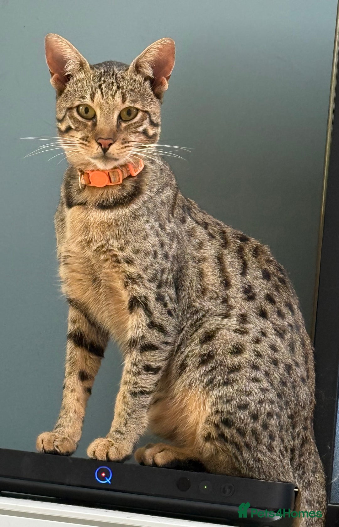 Savannah cats for sale: Beautiful melanistic Savannah - Image 7