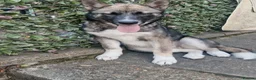 Japanese Akita Inu dogs for sale: Japanise akita in Chatham - Advert 2