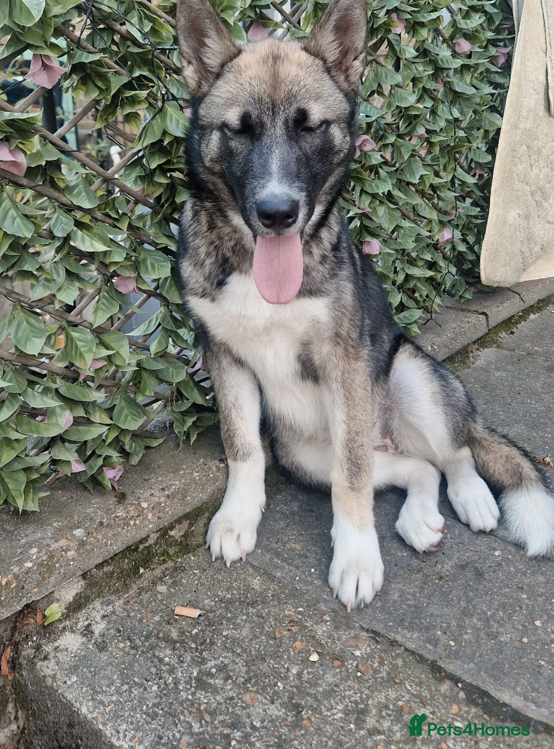 Japanese Akita Inu dogs for sale: Japanise akita in Chatham - Advert 2