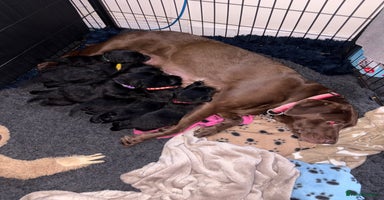 Labrador Retriever dogs Gorgeous chunky black lab pups🖤 - Advert 5