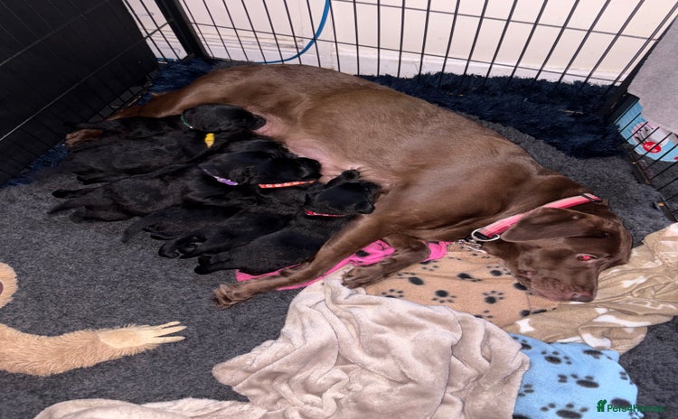 Labrador Retriever dogs - Advert 2