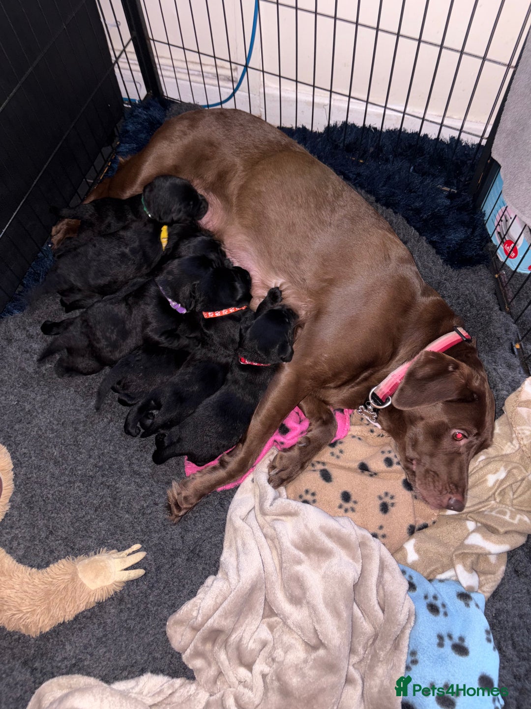 Labrador Retriever dogs for sale: Gorgeous chunky black lab pups🖤 - Advert 5