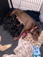 Labrador Retriever dogs Gorgeous chunky black lab pups🖤 - Advert 5