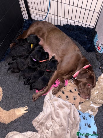 Labrador Retriever dogs - Advert 2