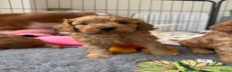 Cavapoo dogs for sale: Extensively Health tested F1 Cavapoo🐾 puppies - Advert 4