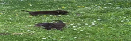 Flat coated Retriever dogs for sale: Gorgeous liver and black Flatcoat Retrievers - Advert 32