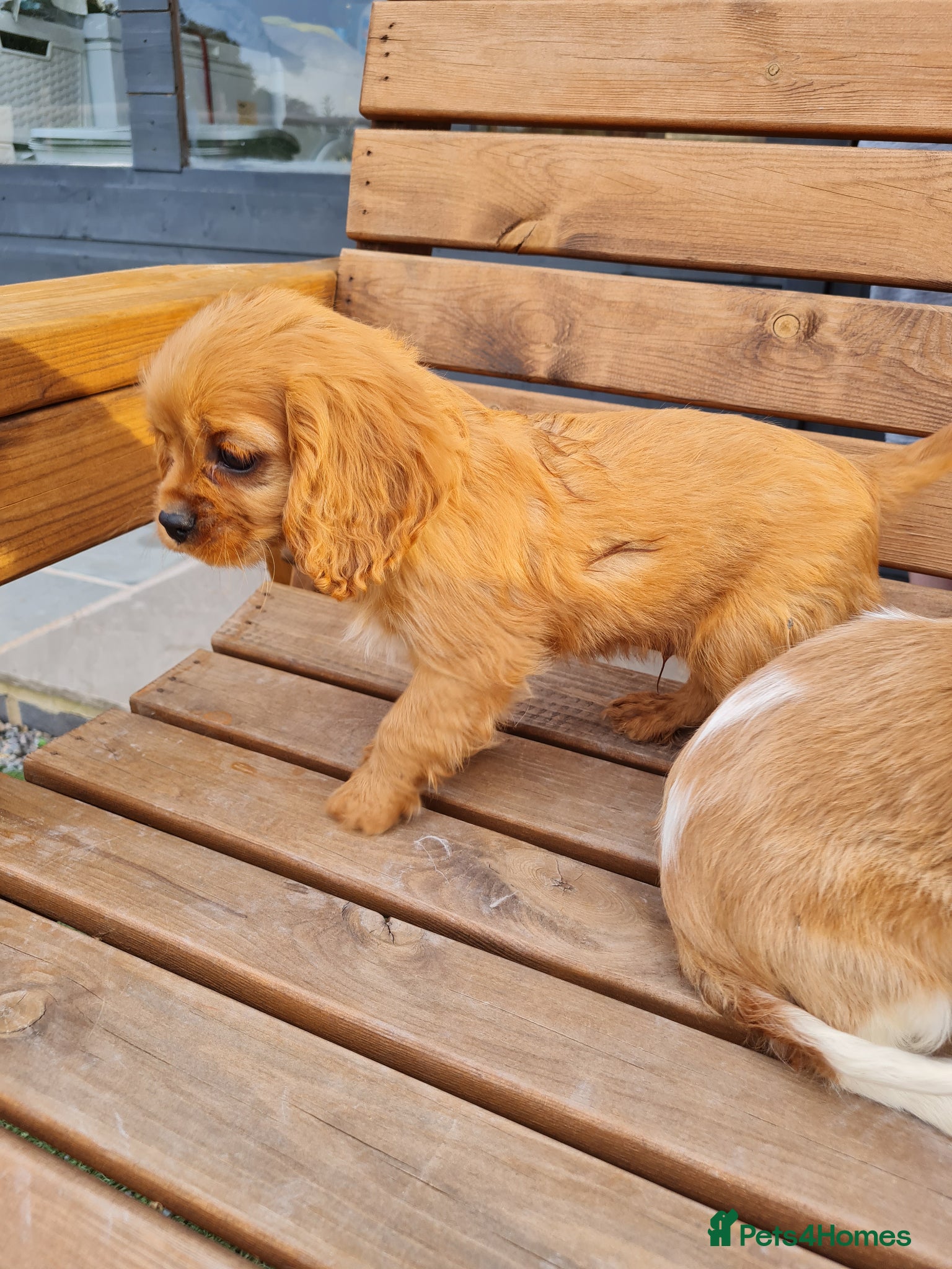 Cavalier King Charles Spaniel Puppy 1