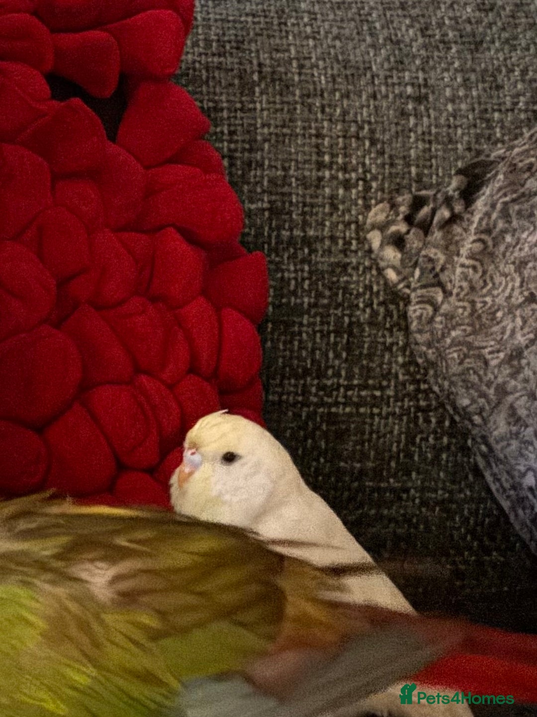 Budgerigars birds for sale: 5 Month Old Budgie - Image 1