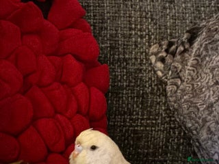 Budgerigars birds - Advert 2