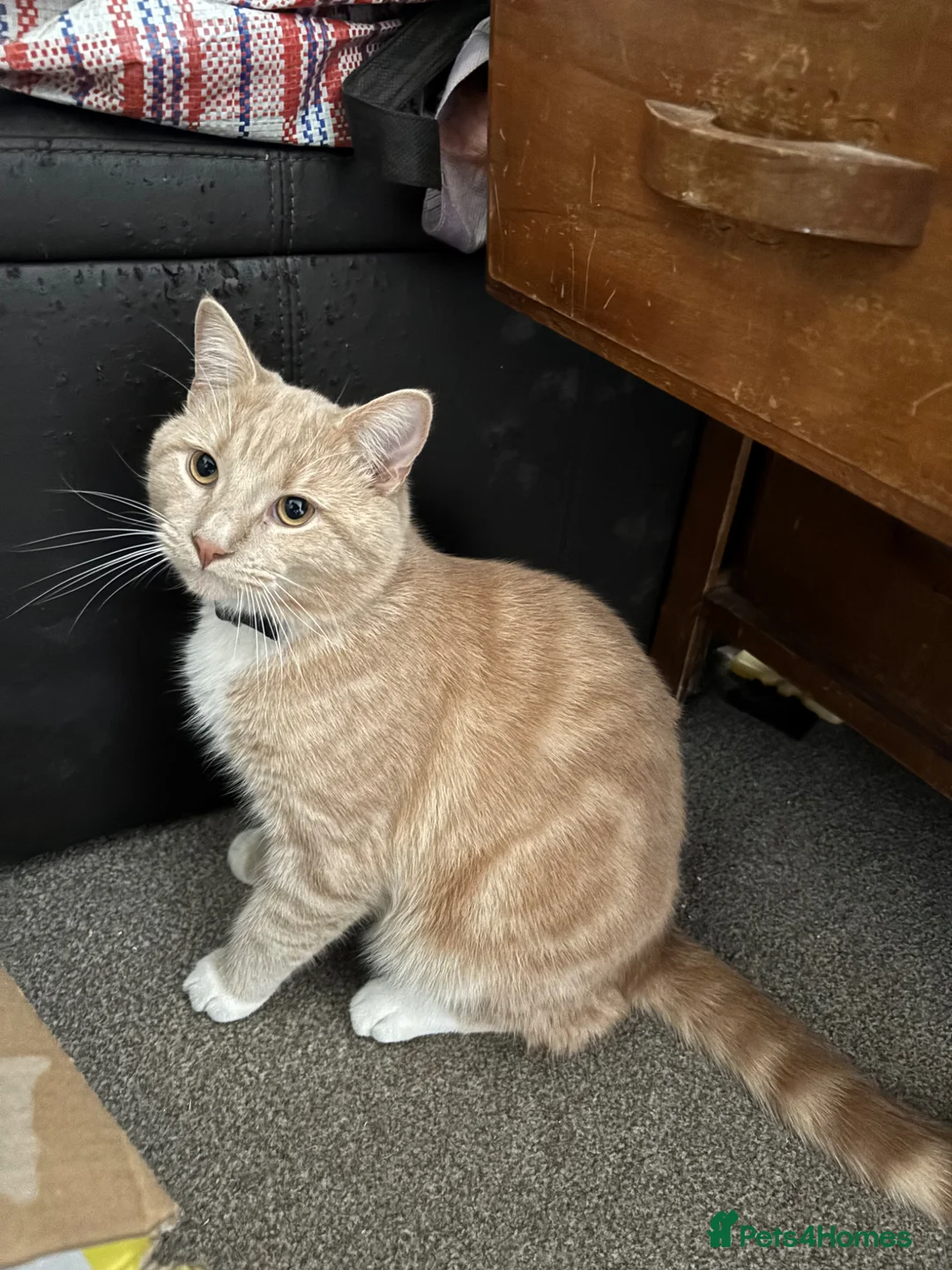 Mixed Breed cats for sale: Male Cat - Advert 2