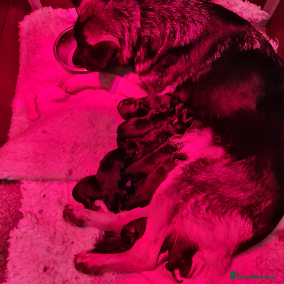 German Shepherd dogs for sale: German Shepherd  - Advert 4