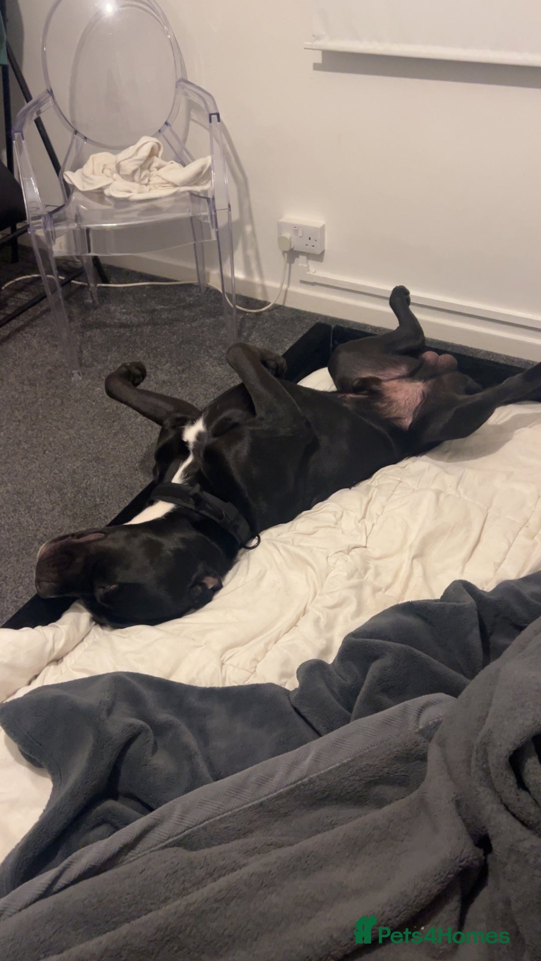 Mixed Breed dogs for stud: Cane corso x black lab - Image 3